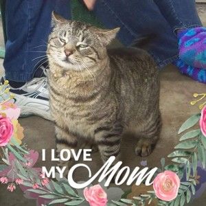 Meet your Posher, Annie